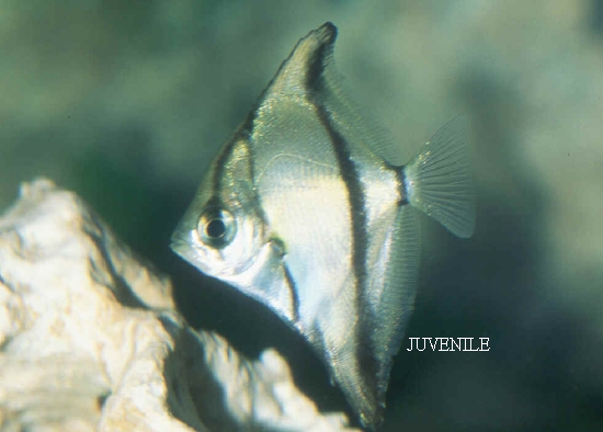  Monodactylus sebae (Sebae Mono, African Striped Mono, Finger Fish, African Angelfish)